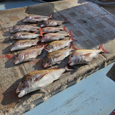 美人な鯛が来てます????