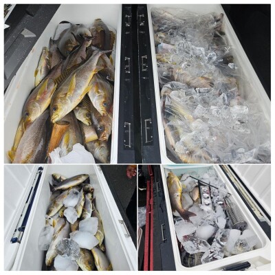 イサキは好調✌